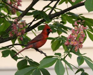 IMG_5956 Cardinal in the Red Buckeye tree (Go Bucks!)