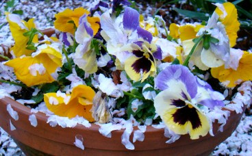 pansy pot