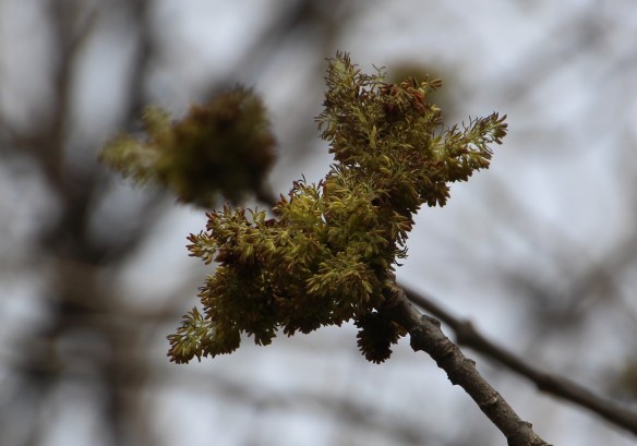 The business end of the Ash tree flowers.