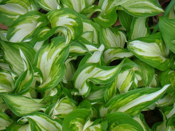 hosta