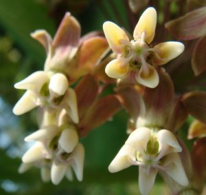 Milkweed blossoms