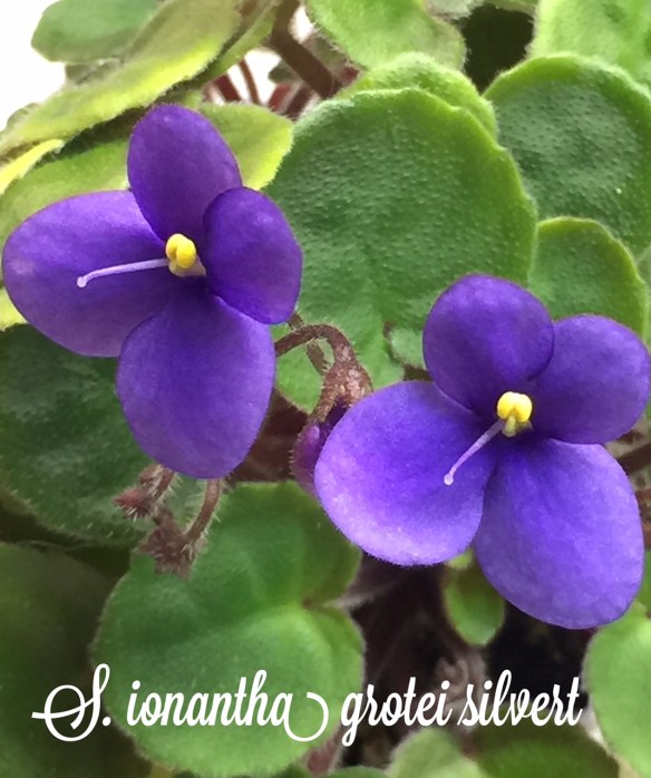 S. ionantha grotei silvert