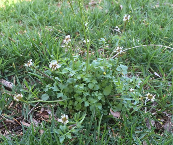 Hairy Bittercress (Cardamine hirsuta)